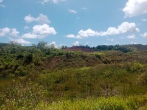 Rumput Liar yang bebas tumbuh di aeral ex Tambang  Batu bara PT. Injatama