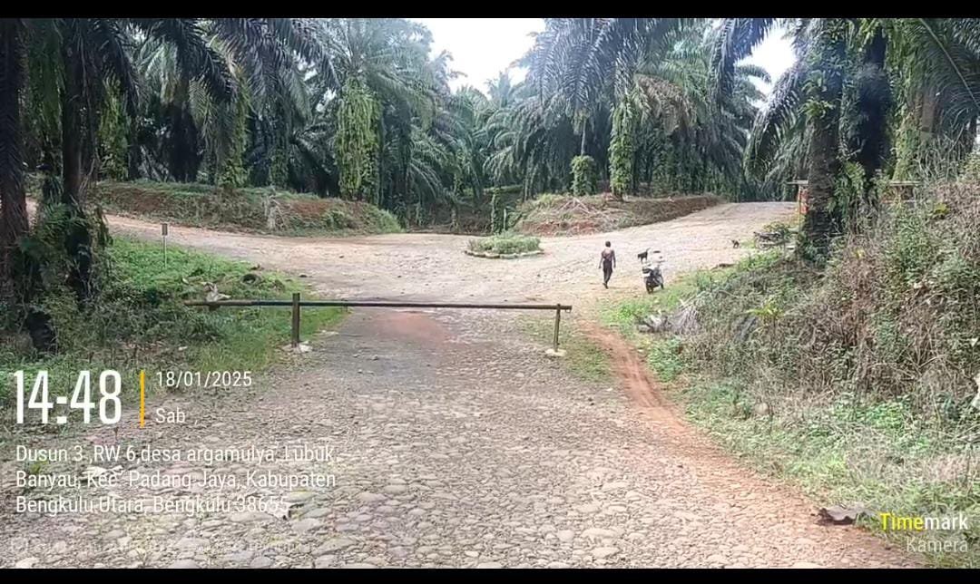 Salah Satu Perkebunan PT. Sandabi Indah Lestari di Kawasan Hutan Produksi Register 71, Kabupaten Bengkulu Utara